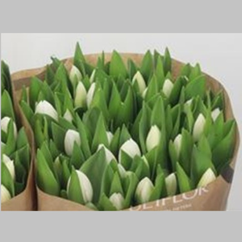 Lalele Albe, Pachet (50 buc.)